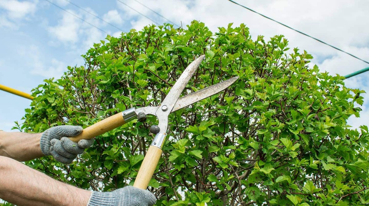 How Tree Trimming and Pruning Can Save Your Trees hero image