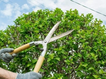 How Tree Trimming and Pruning Can Save Your Trees image