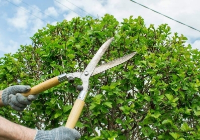 How Tree Trimming and Pruning Can Save Your Trees blog image