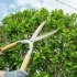 How Tree Trimming and Pruning Can Save Your Trees small image